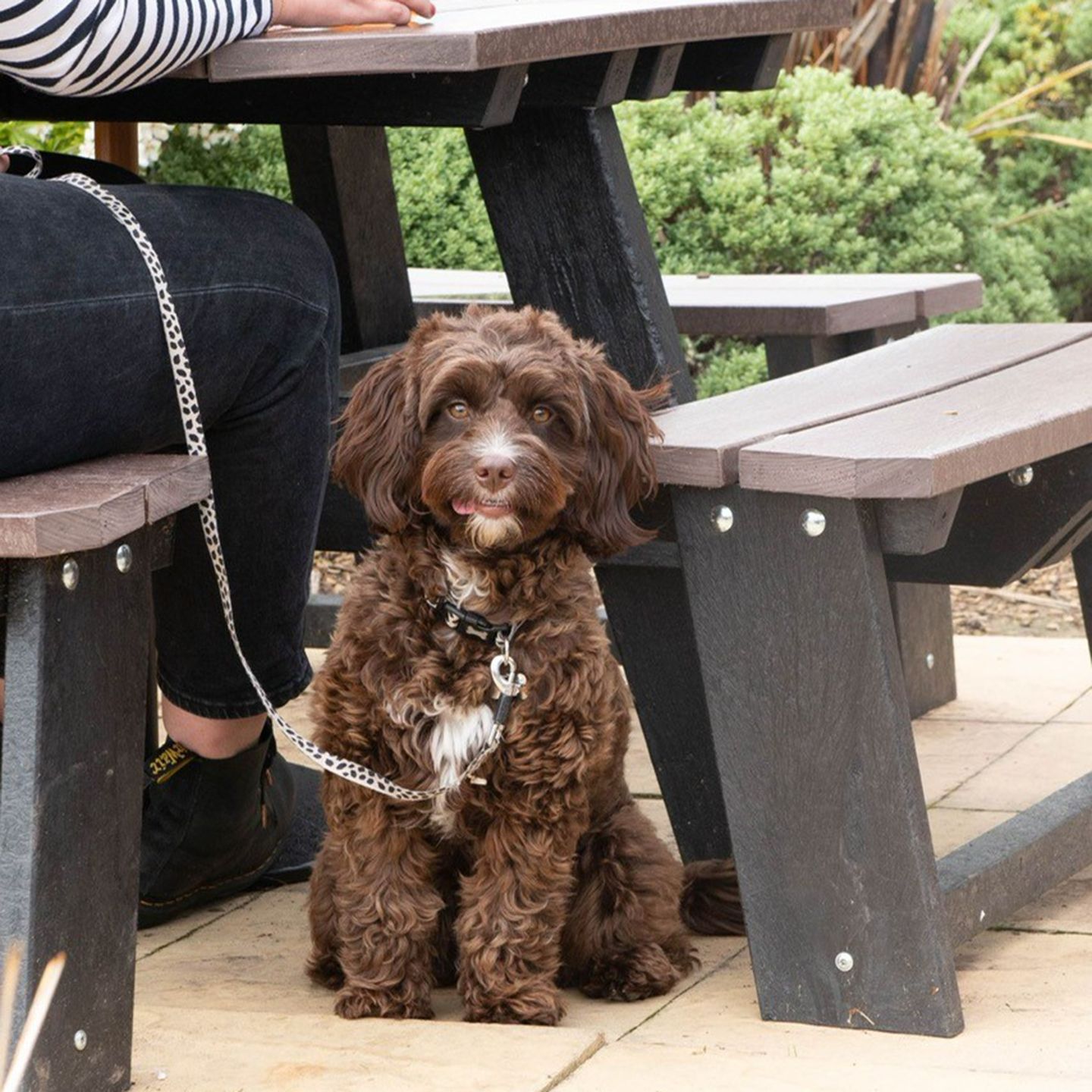 Your local dog friendly pub in Stourbridge